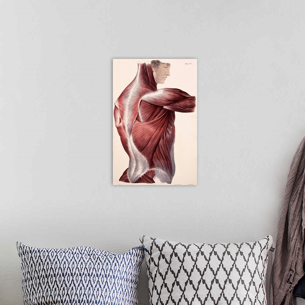 A bohemian room featuring Muscles of the side and back, historical artwork. The skin and fascia (connective tissue) have be...