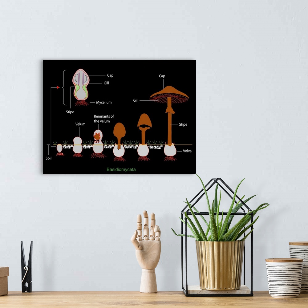 A bohemian room featuring Mushroom anatomy. Diagram of the anatomy of Basidiomyceta mushrooms, and their growth from a fung...