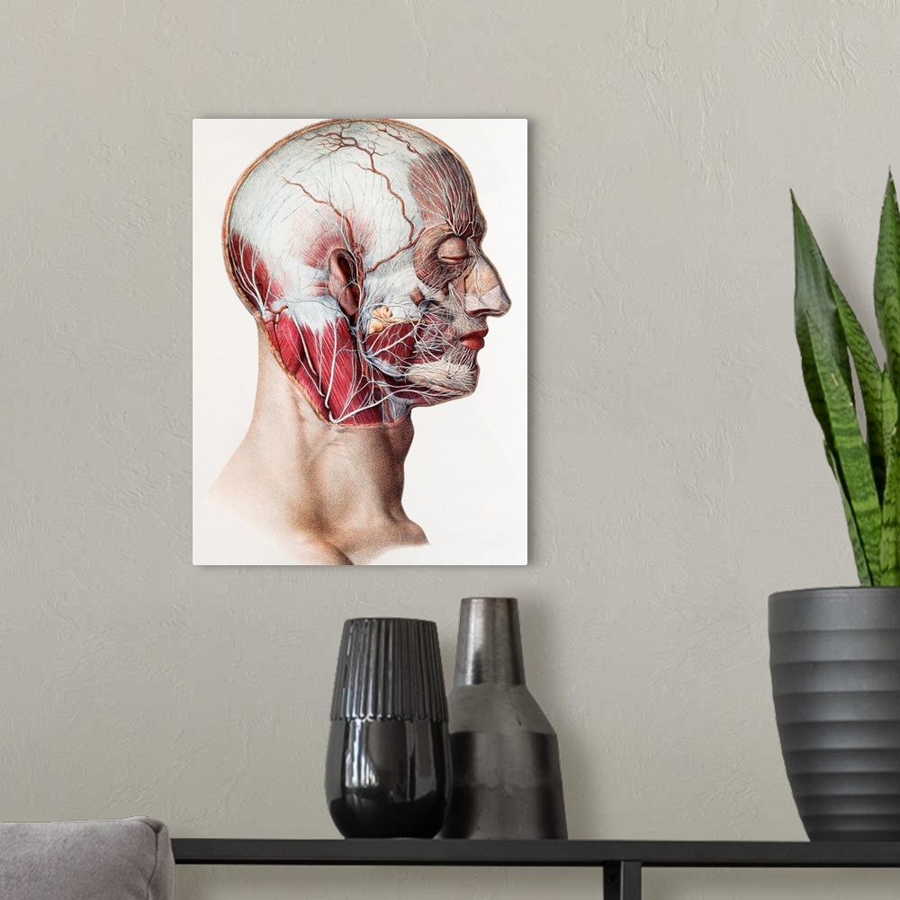A modern room featuring Neck and facial nerves. Historical anatomical artwork of the nerves of the human neck and face. T...