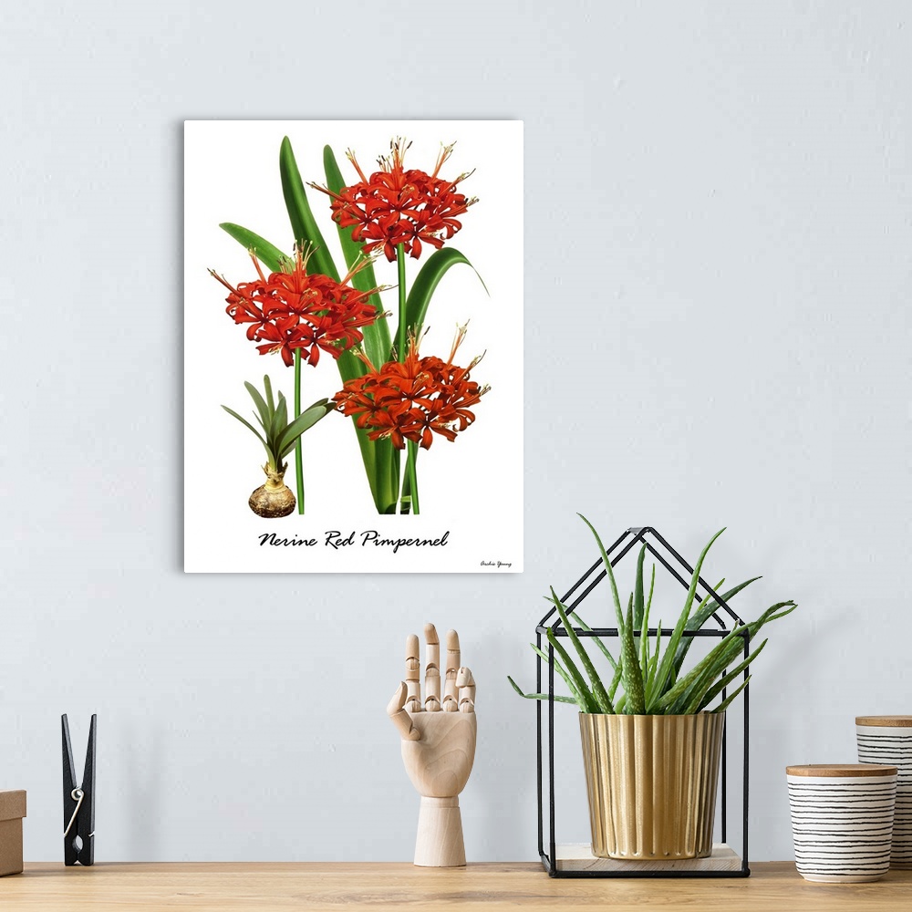 A bohemian room featuring Illustration of Nerine 'Red Pimpernell' in flower.