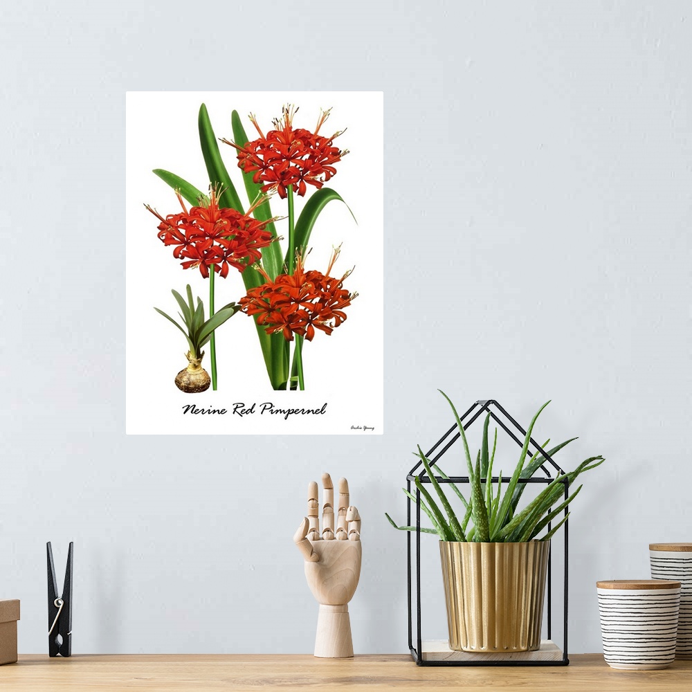 A bohemian room featuring Illustration of Nerine 'Red Pimpernell' in flower.