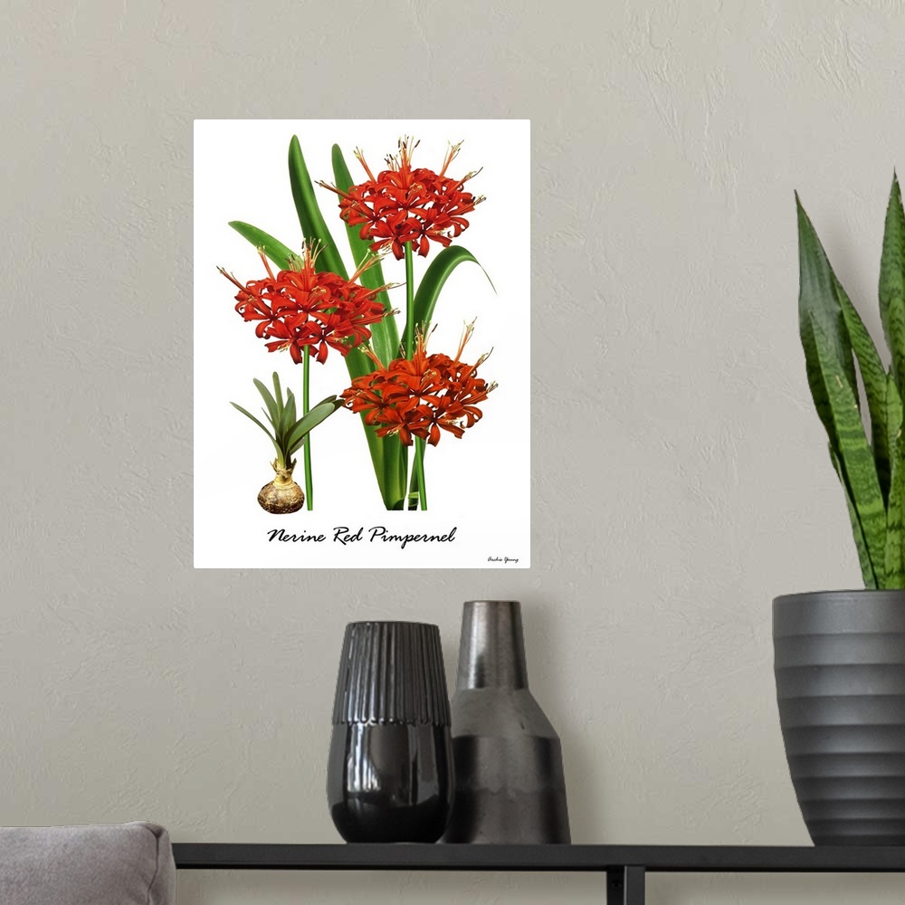 A modern room featuring Illustration of Nerine 'Red Pimpernell' in flower.