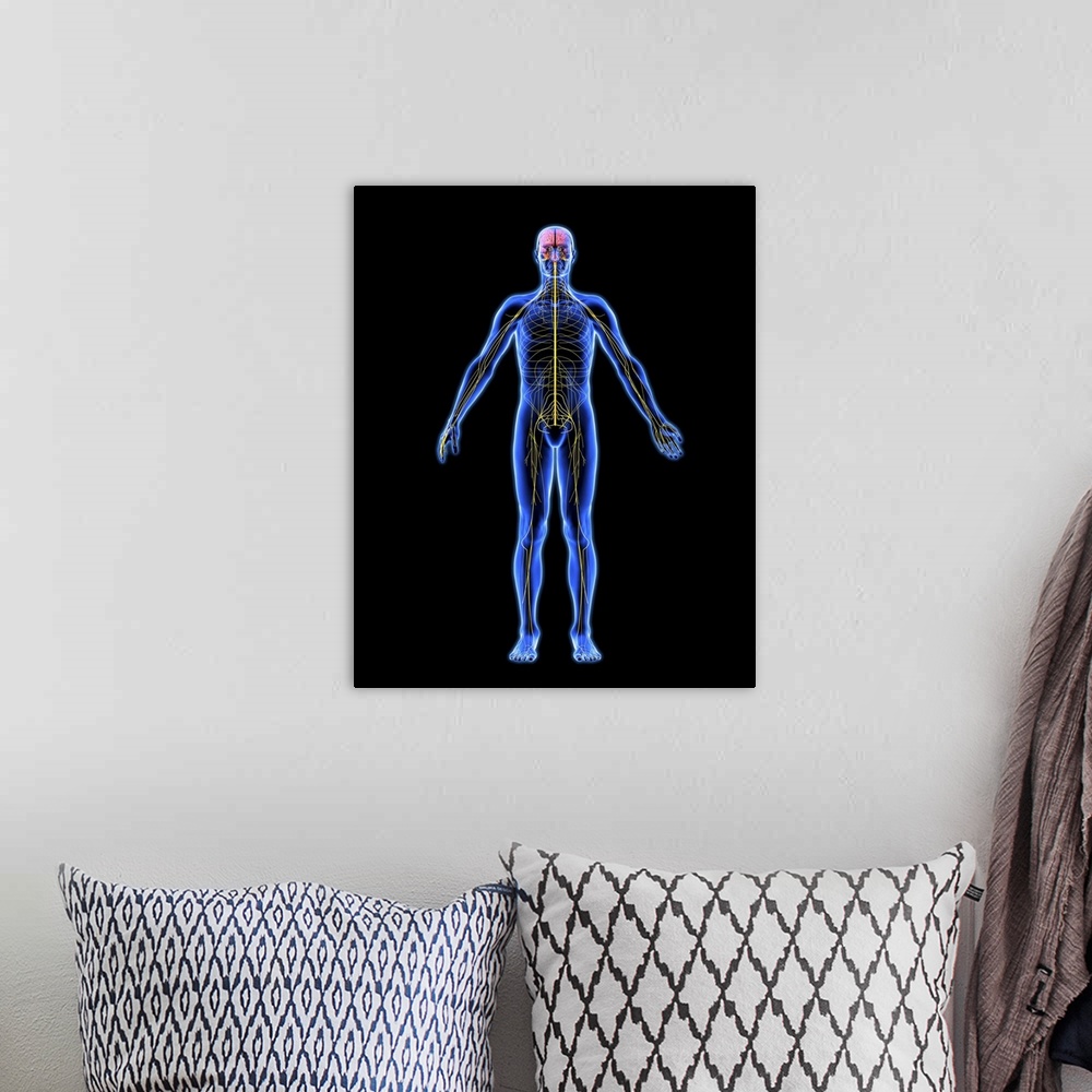 A bohemian room featuring Nervous system. Computer artwork of a naked man with a healthy nervous system. The brain (at top)...