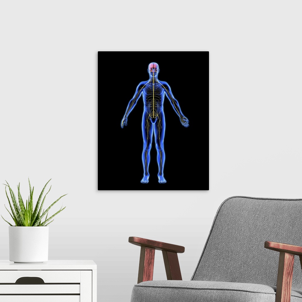 A modern room featuring Nervous system. Computer artwork of a naked man with a healthy nervous system. The brain (at top)...