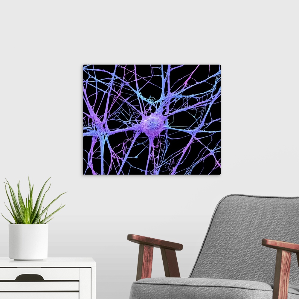 A modern room featuring Stem cell-derived neuron. Coloured scanning electron micrograph (SEM) of a human nerve cell (neur...