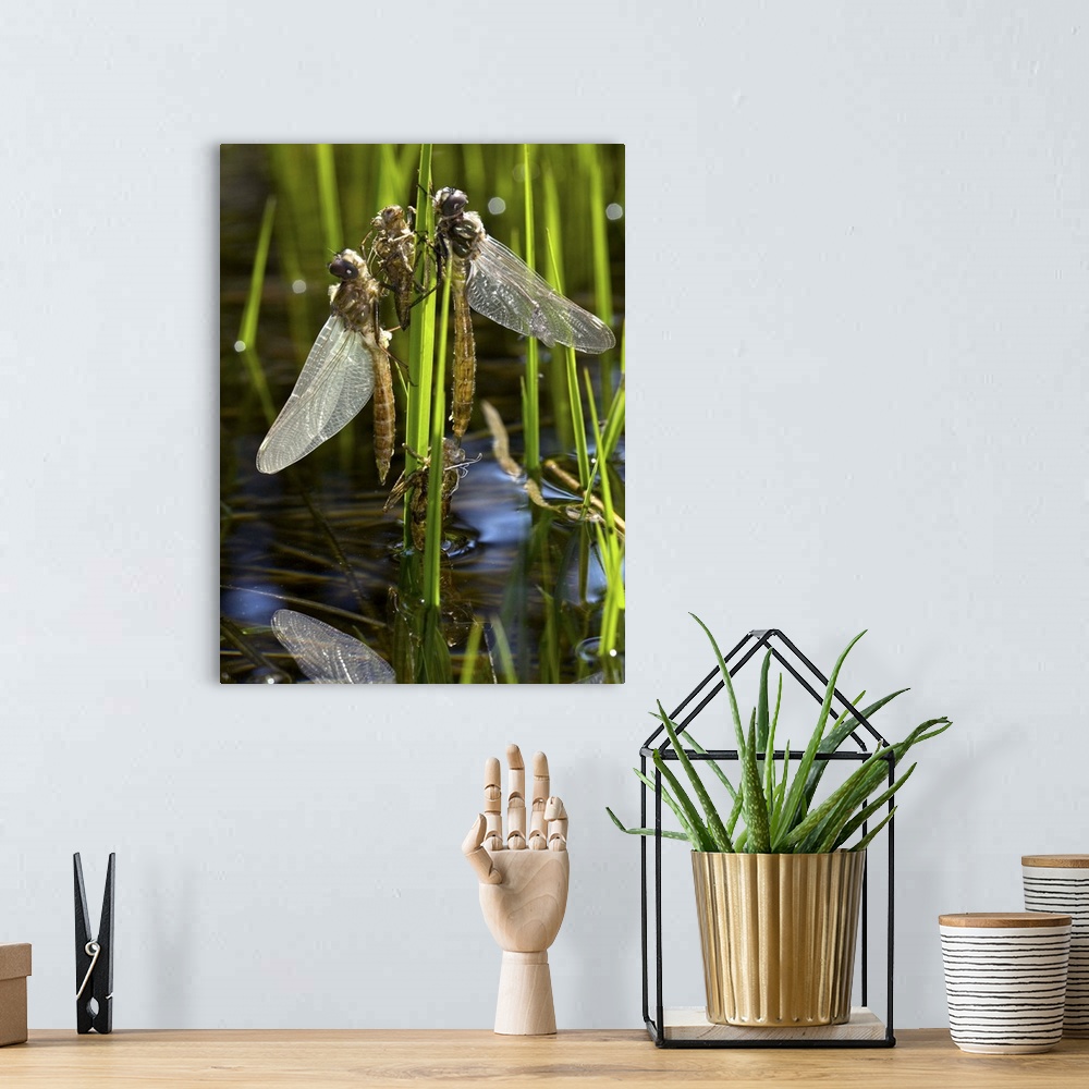 A bohemian room featuring Newly-emerged dragonflies. Adult dragonflies (order Odonata) on plant stems after emerging from t...