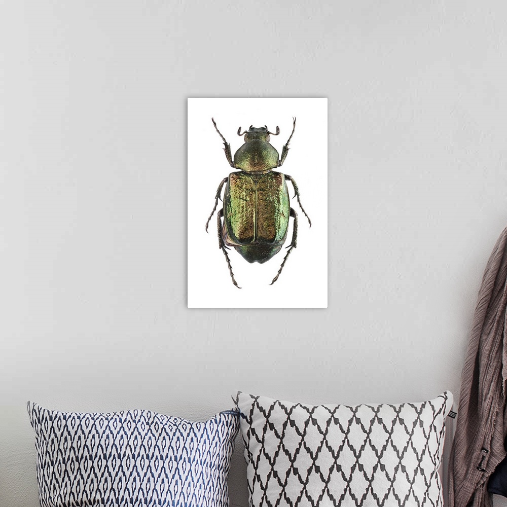 A bohemian room featuring Noble chafer. The noble chafer (Gnorimus nobilis) is a green scarab beetle. It spends most of its...