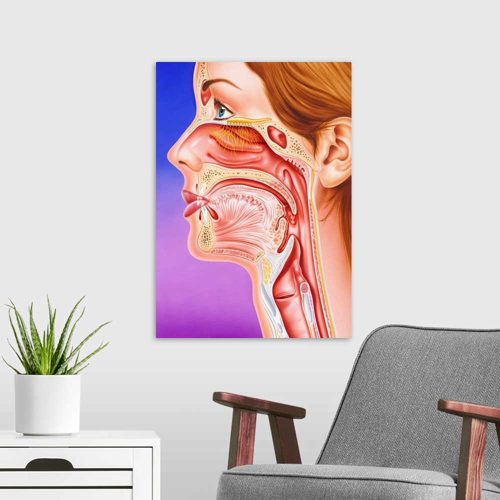 A modern room featuring Nose, mouth and throat. Cutaway artwork of the anatomy of the nose, mouth and throat. The large n...