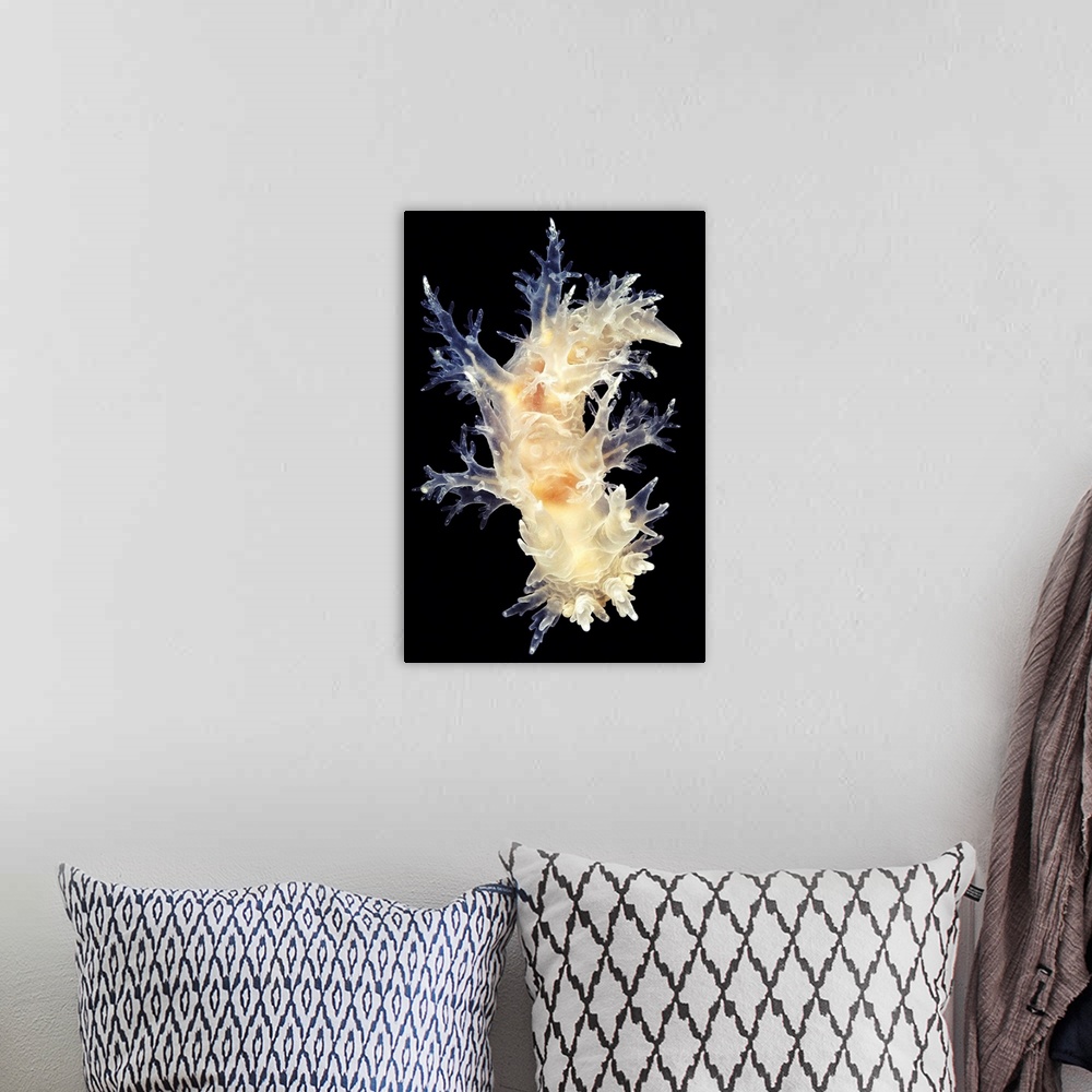 A bohemian room featuring Nudibranch. White form of the nudibranch Dendronotus frondosus. Nudibranchs (sea slugs) are shell...