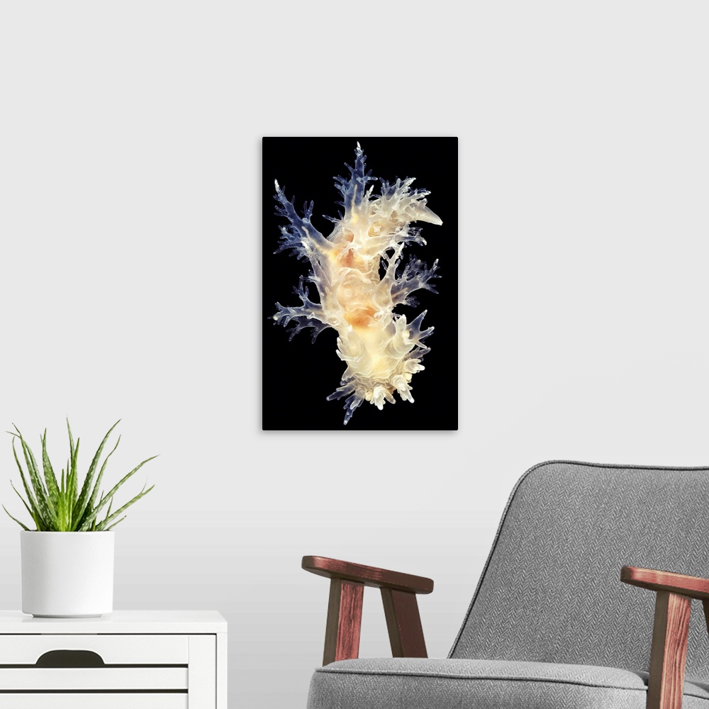 A modern room featuring Nudibranch. White form of the nudibranch Dendronotus frondosus. Nudibranchs (sea slugs) are shell...