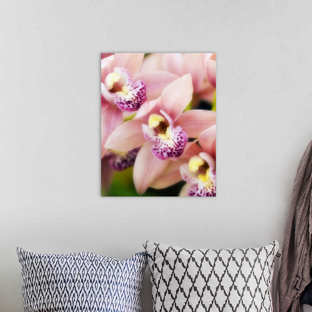A bohemian room featuring Orchid flowers (Cymbidium hybrid).