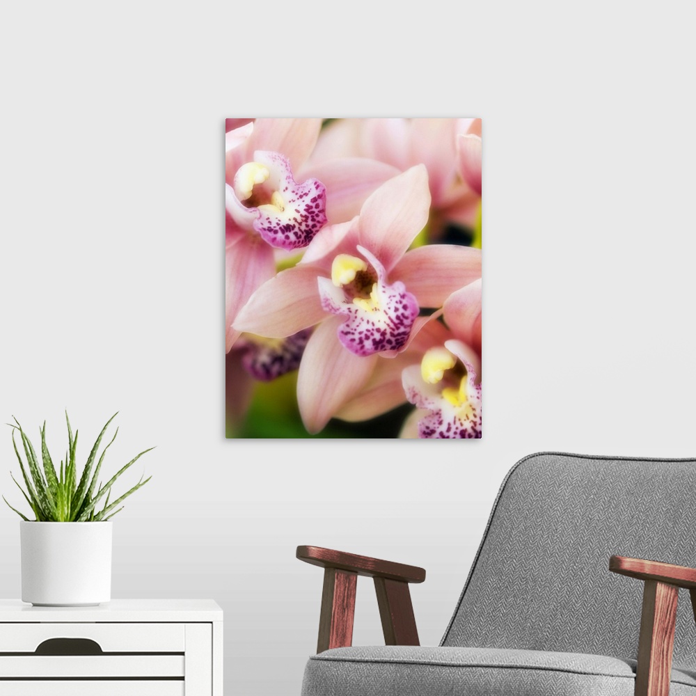 A modern room featuring Orchid flowers (Cymbidium hybrid).