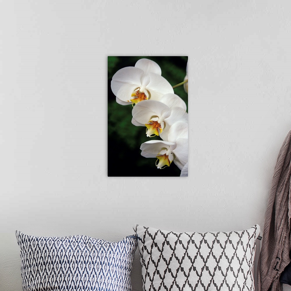 A bohemian room featuring Orchid (Phalaenopsis 'Taisuco Kaala') flowers.