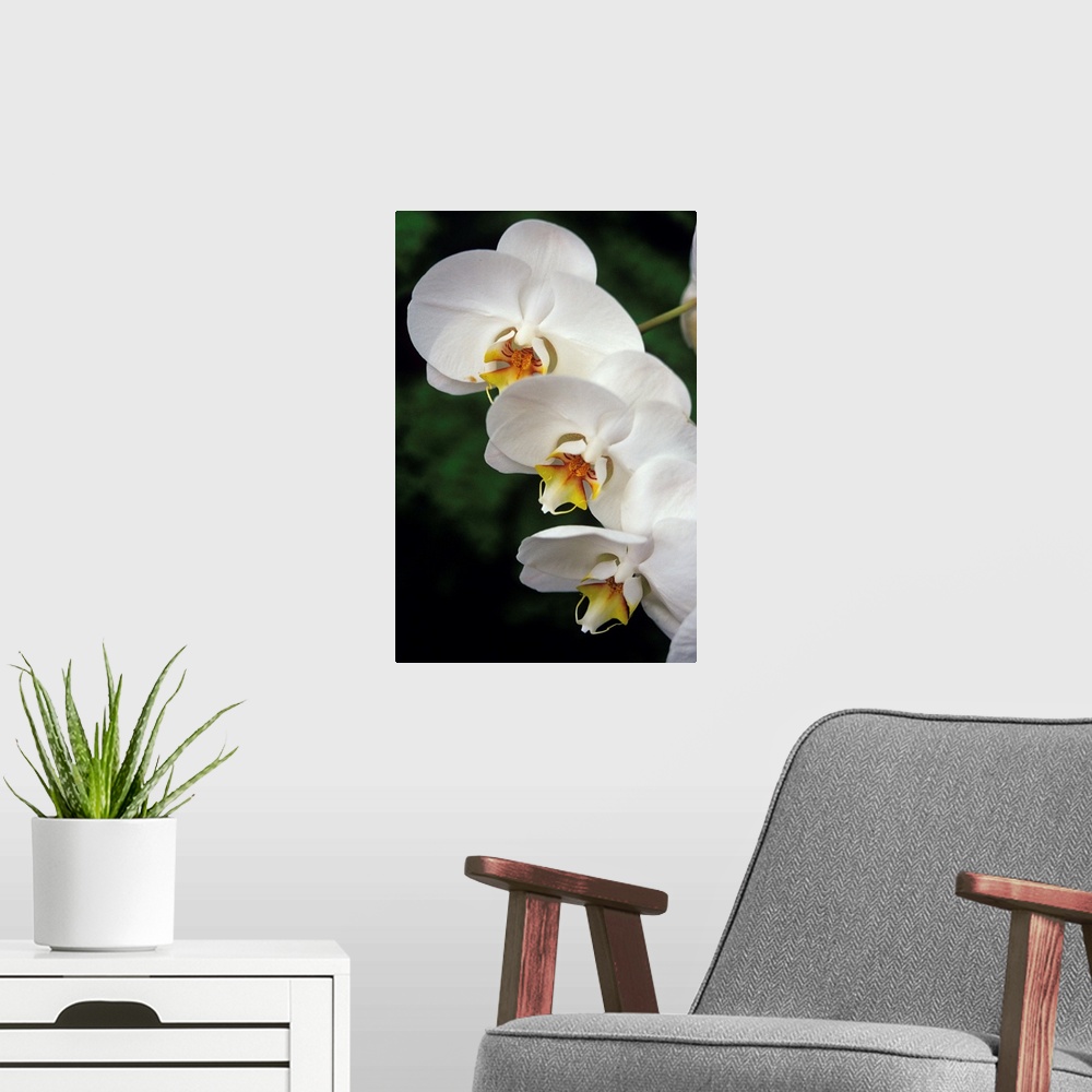 A modern room featuring Orchid (Phalaenopsis 'Taisuco Kaala') flowers.