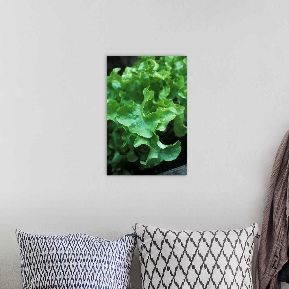 A bohemian room featuring Organic lettuce (Lactuca sativa 'Salad Bowl') growing in a vegetable garden.