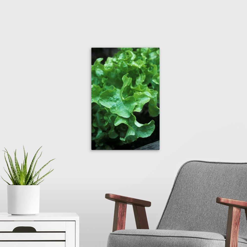 A modern room featuring Organic lettuce (Lactuca sativa 'Salad Bowl') growing in a vegetable garden.