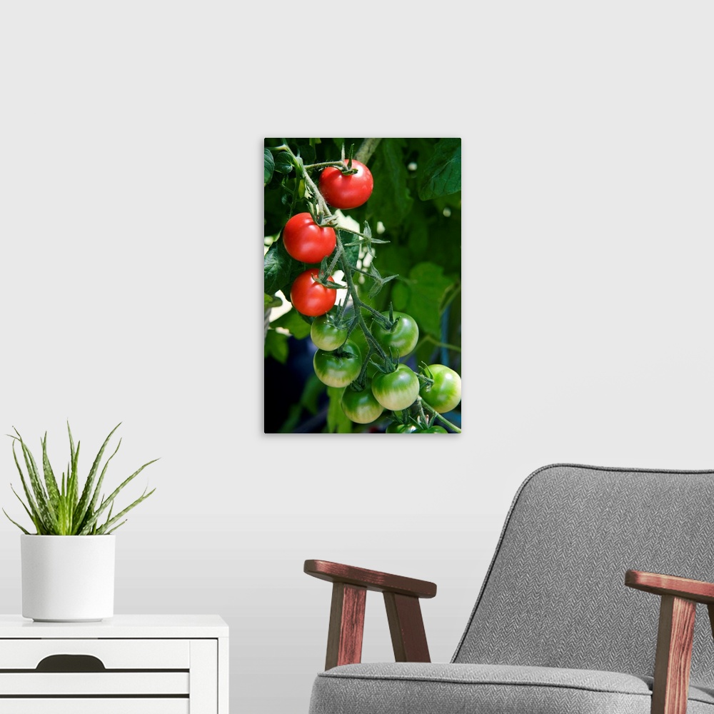 A modern room featuring Organic tomatoes (Lycopersicon esculentum) ripening on a vine.