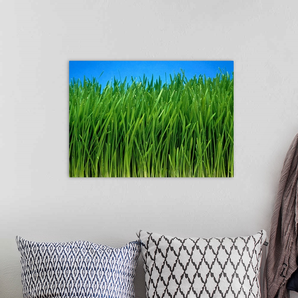 A bohemian room featuring Wheat grass. Field of organically grown wheat grass (Triticum sp.). Wheat is one of the world's m...