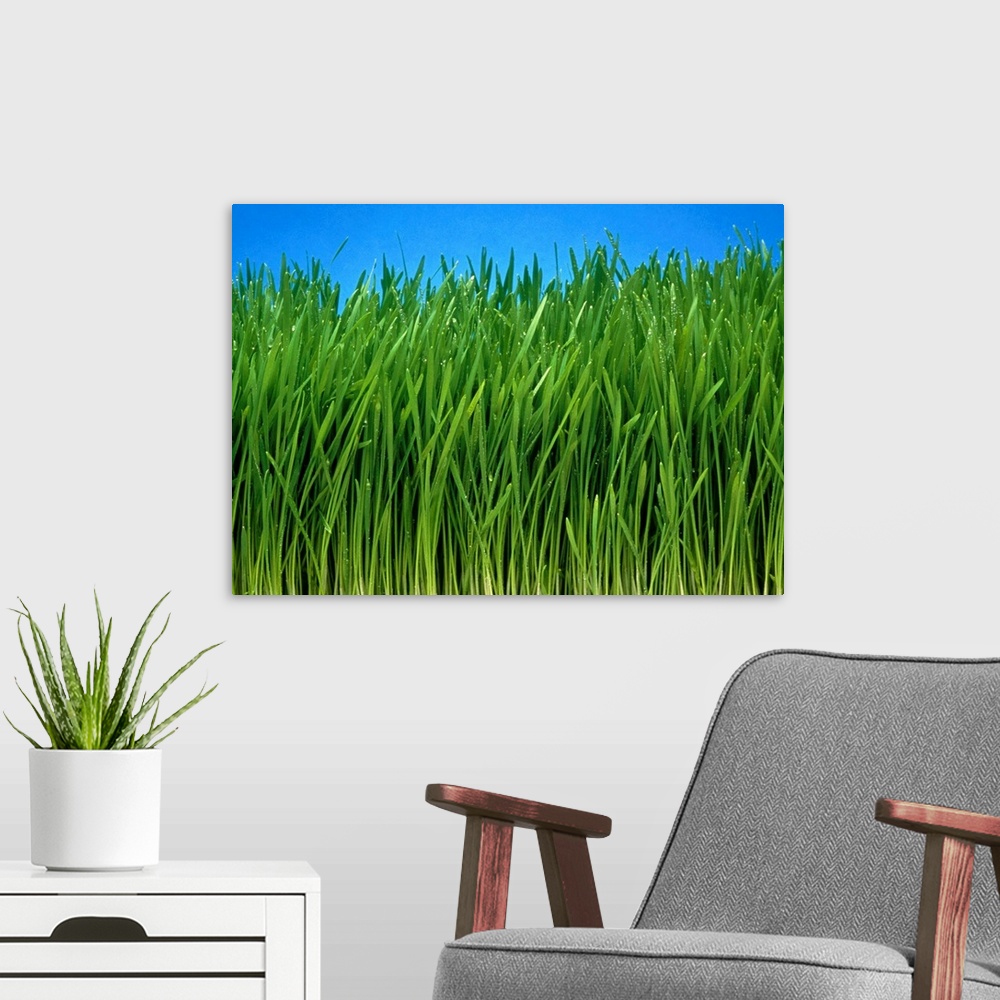 A modern room featuring Wheat grass. Field of organically grown wheat grass (Triticum sp.). Wheat is one of the world's m...