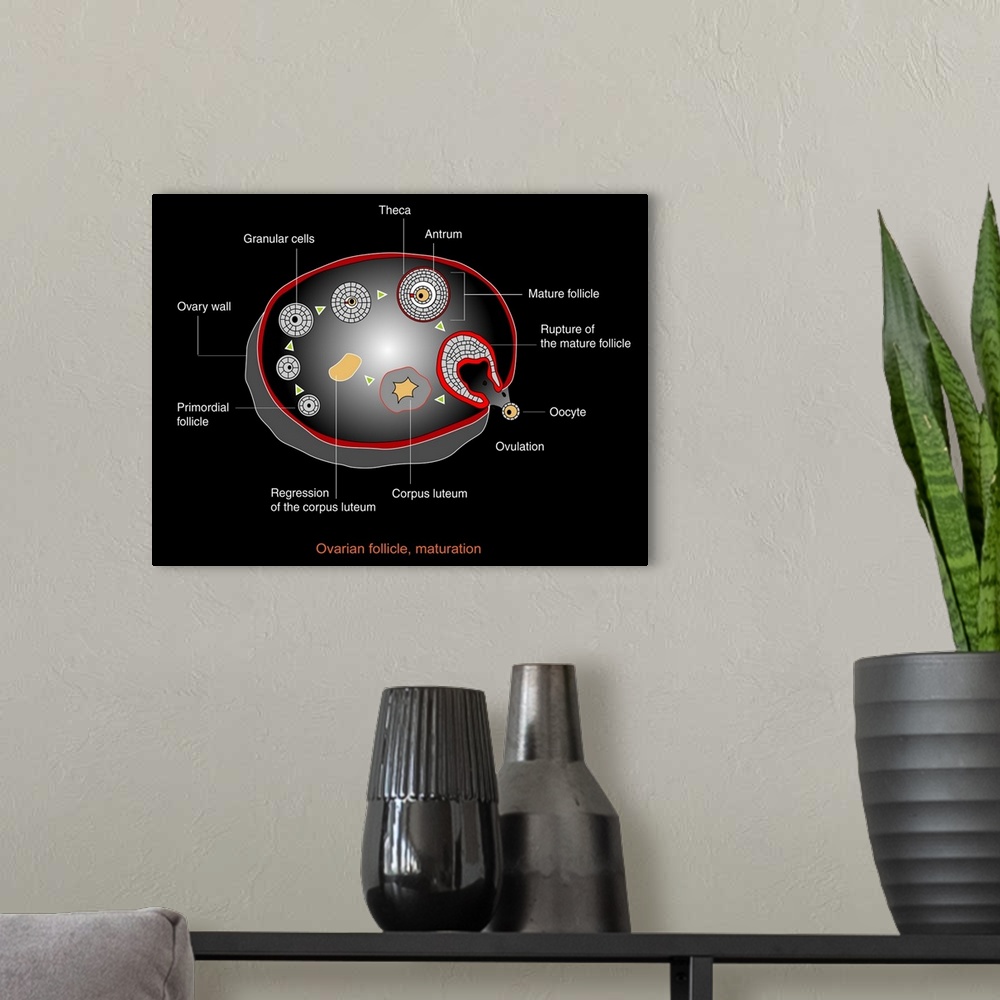 A modern room featuring Ovarian cycle, computer artwork. Once sexual maturity is reached up to 20 oocytes start developin...