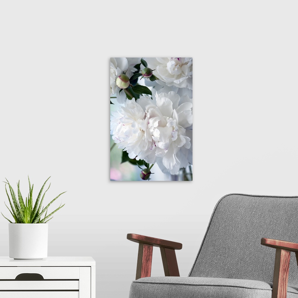 A modern room featuring Peony (Paeonia lactiflora 'Festiva Maxima') in flower.
