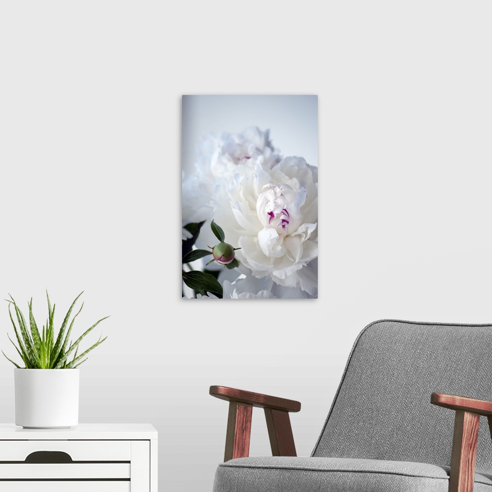A modern room featuring Peony (Paeonia lactiflora 'Festiva Maxima') in flower.