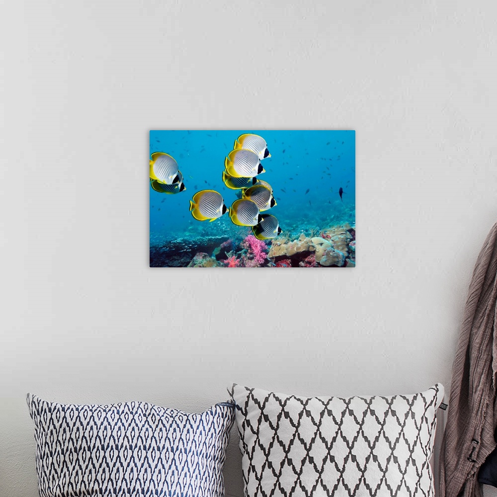 A bohemian room featuring Panda butterflyfish (Chaetodon adiergastos) over a coral reef. This fish reaches a length of arou...