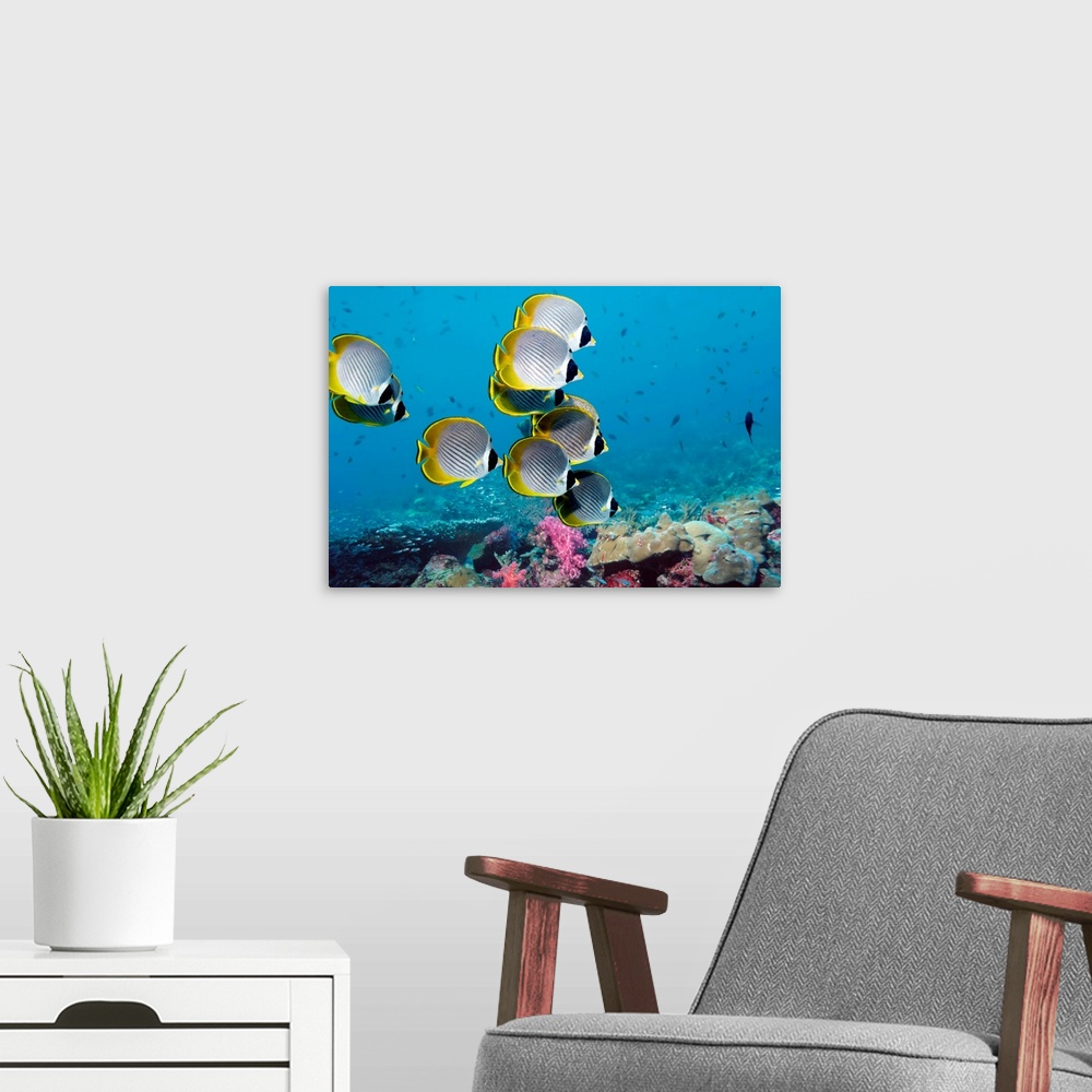 A modern room featuring Panda butterflyfish (Chaetodon adiergastos) over a coral reef. This fish reaches a length of arou...