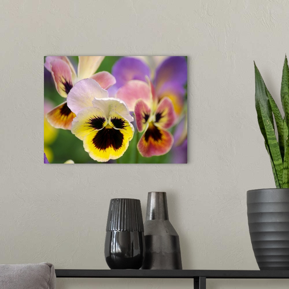 A modern room featuring Pansies (Viola wittrokiana).
