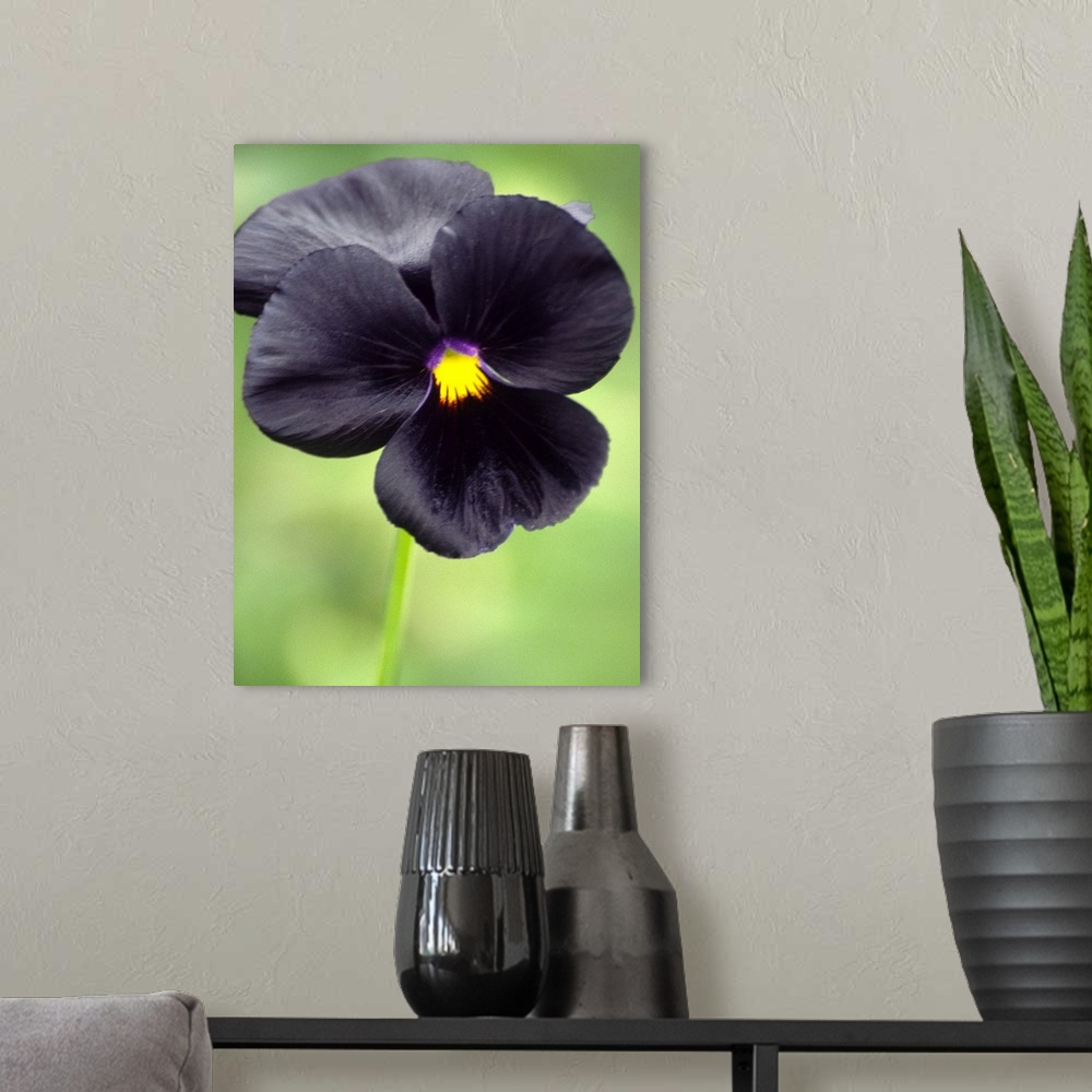 A modern room featuring Pansy flower (Viola wittrokiana).