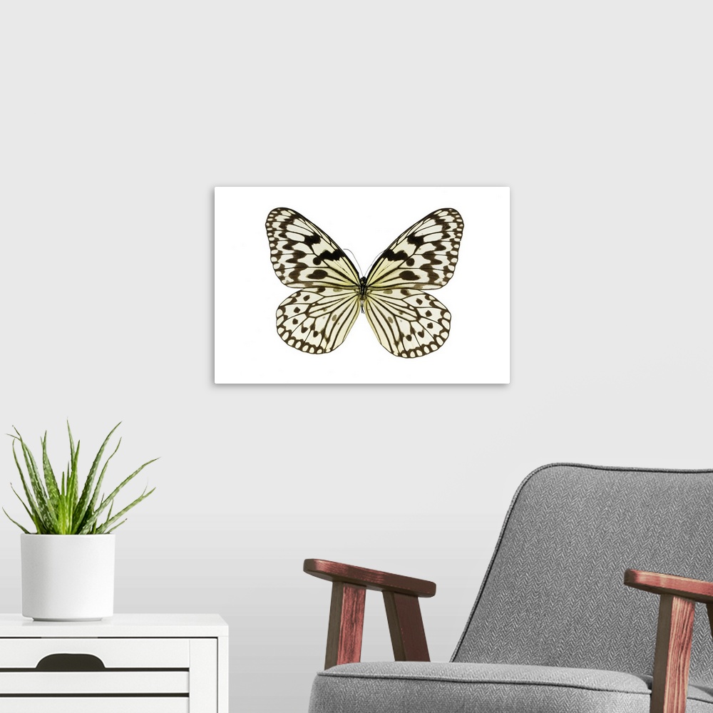 A modern room featuring Paper kite (Idea leuconoe) butterfly. This butterfly is native to Southeast Asia. Specimen obtain...