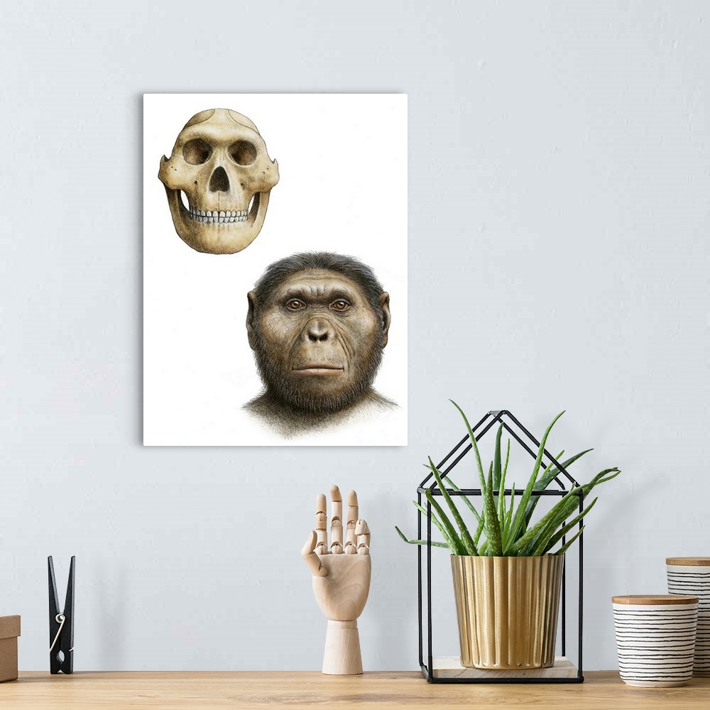 A bohemian room featuring Paranthropus robustus. Artist's impression of the skull and face of the early hominid Paranthropu...