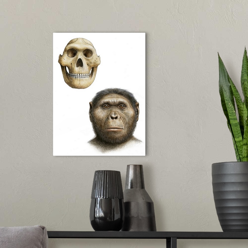 A modern room featuring Paranthropus robustus. Artist's impression of the skull and face of the early hominid Paranthropu...