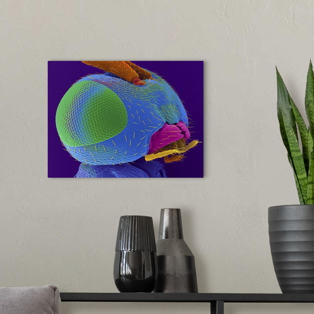 A modern room featuring Coloured scanning electron micrograph (SEM) of Male parasitic wasp head (Nasonia vitripennis). Na...