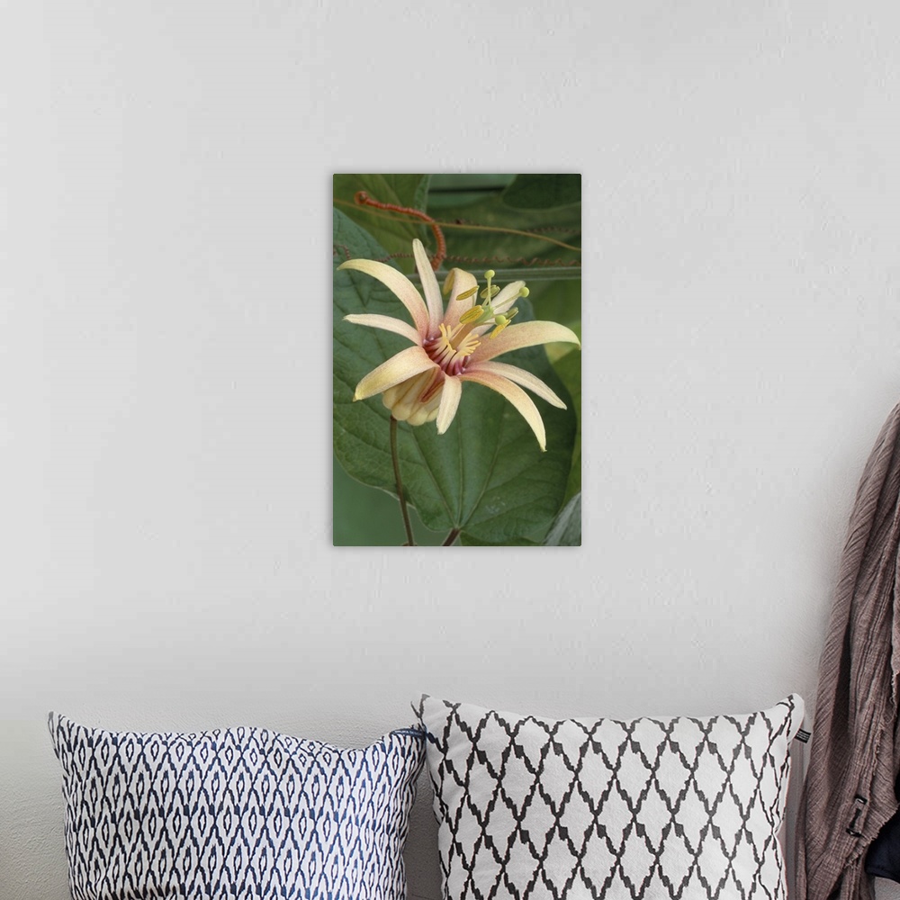 A bohemian room featuring Passion flower (Passiflora 'Adularia'). The passion flower is a tropical climbing plant that is n...