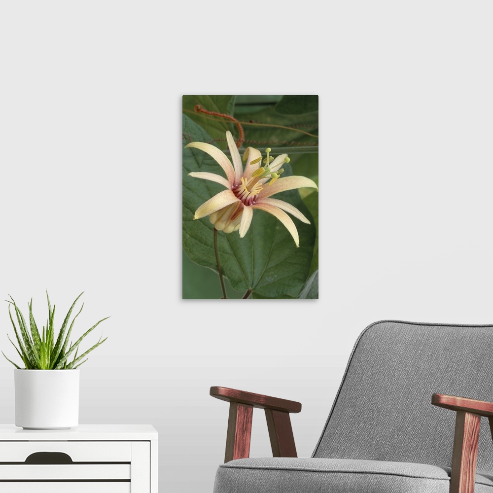 A modern room featuring Passion flower (Passiflora 'Adularia'). The passion flower is a tropical climbing plant that is n...