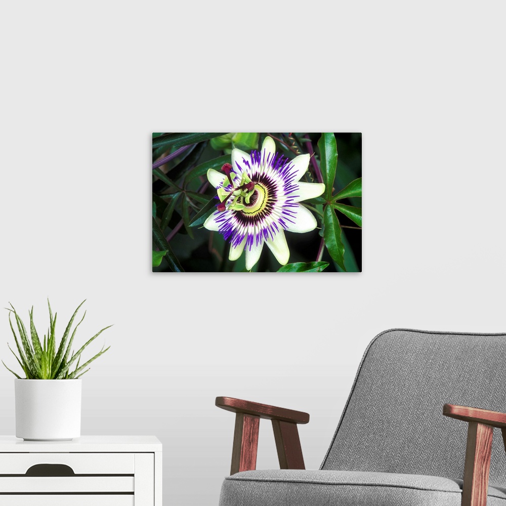 A modern room featuring Passion flower (Passiflora sp.).
