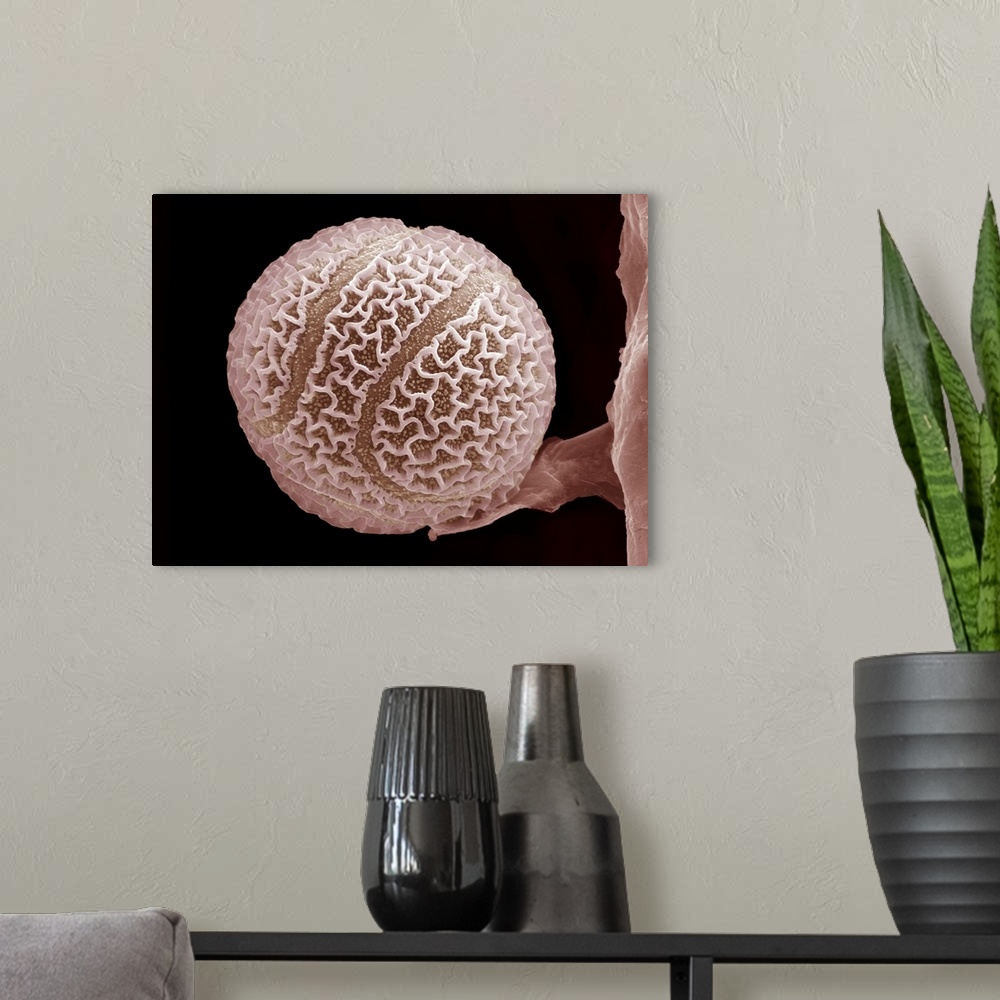 A modern room featuring Passion flower pollen. Coloured scanning electron micrograph (SEM) of a pollen grain of the passi...