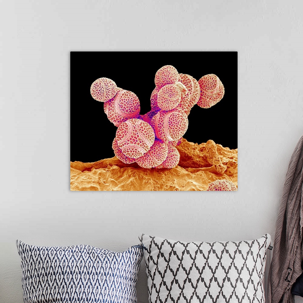 A bohemian room featuring Passion flower pollen. Coloured scanning electron micrograph (SEM) of pollen grains from a passio...