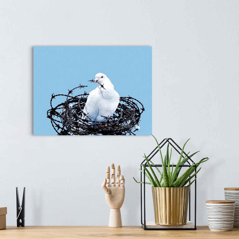 A bohemian room featuring Peace dove. Conceptual image of a dove in a nest of barbed wire, with a piece of barbed wire in i...