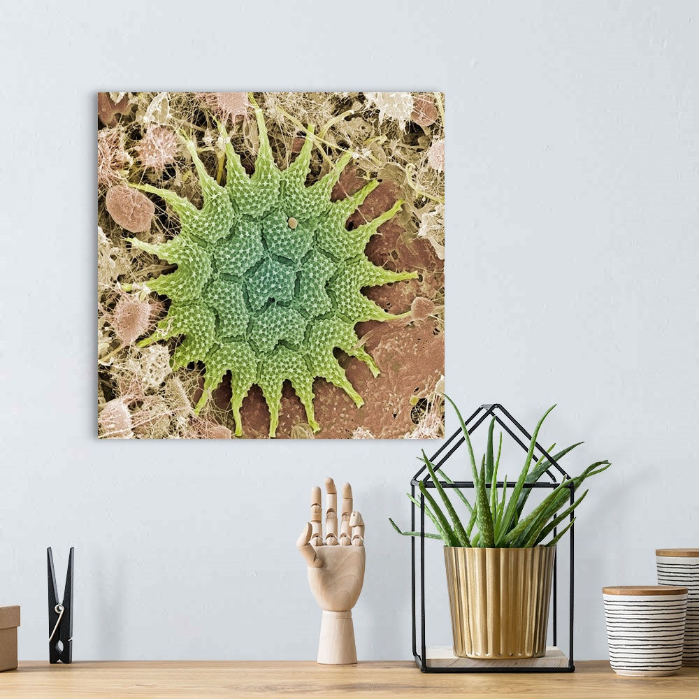 A bohemian room featuring Pediastrum alga. Coloured scanning electron micrograph (SEM) of the disc-like colony of cells for...