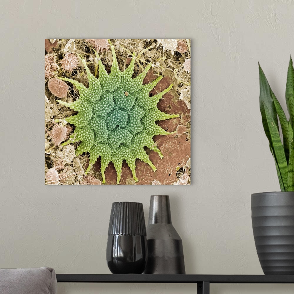 A modern room featuring Pediastrum alga. Coloured scanning electron micrograph (SEM) of the disc-like colony of cells for...