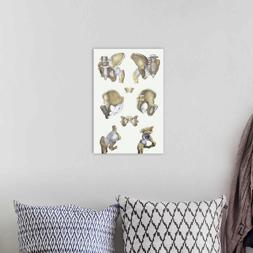 A bohemian room featuring Pelvis bones and ligaments. Historical anatomical artwork of pelvis bones (yellow) and ligaments ...