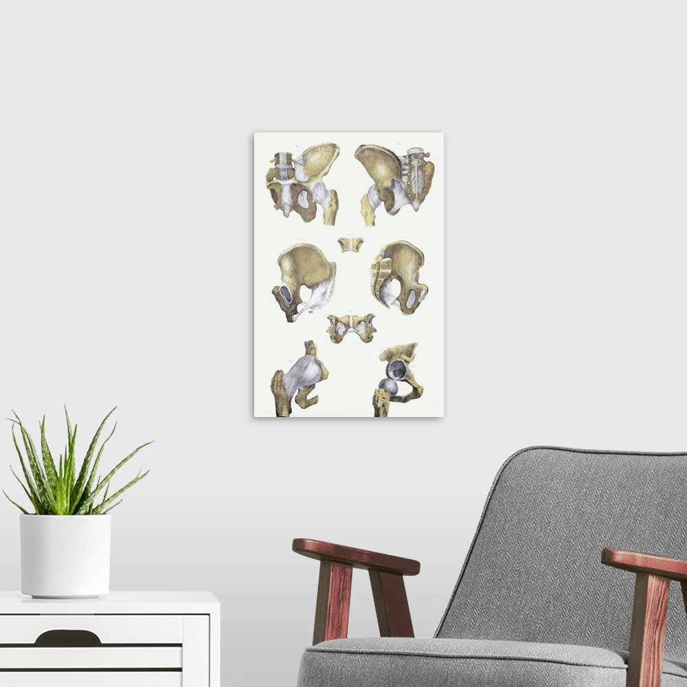 A modern room featuring Pelvis bones and ligaments. Historical anatomical artwork of pelvis bones (yellow) and ligaments ...