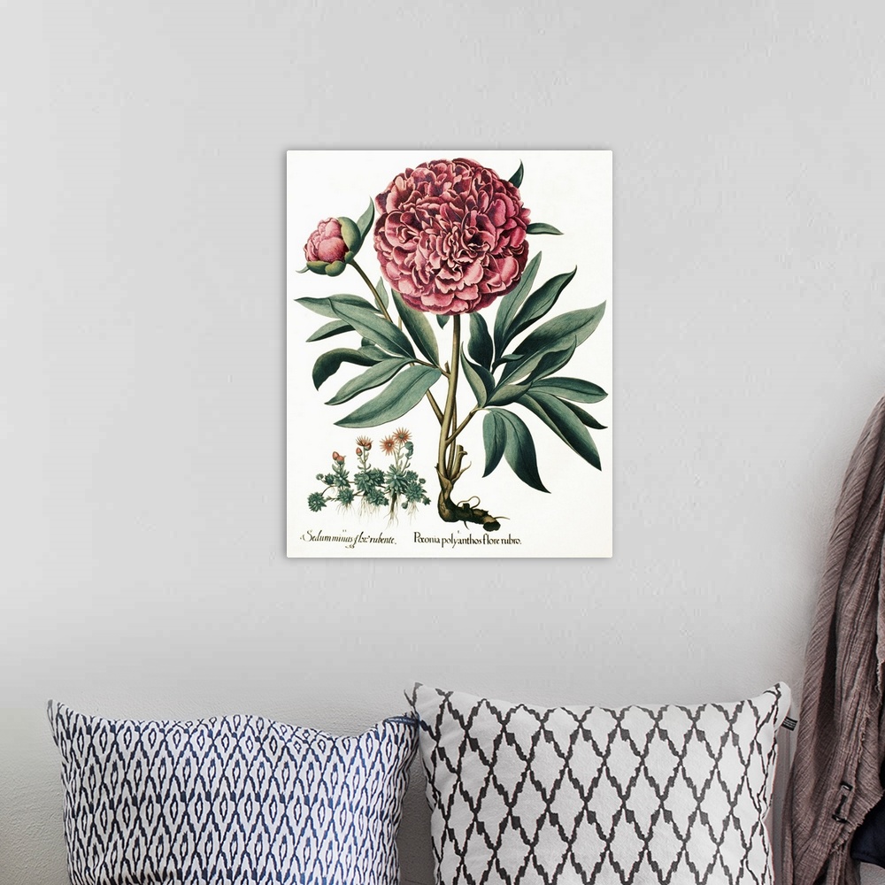 A bohemian room featuring Peony flowers. 17th century artwork of two peony (Paeonia sp.) flowers (red) and stonecrop flower...