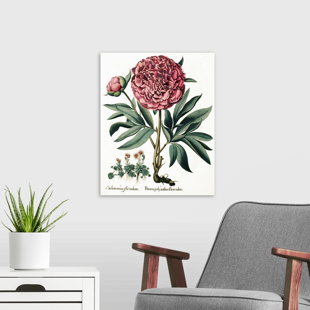 A modern room featuring Peony flowers. 17th century artwork of two peony (Paeonia sp.) flowers (red) and stonecrop flower...