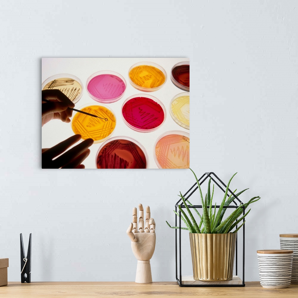 A bohemian room featuring MODEL RELEASED. Petri dish. Technician's hand uses a sterile loop to pick a single colony from a ...