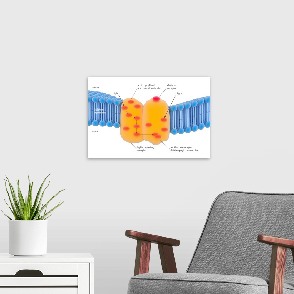 A modern room featuring Photosynthesis light-harvesting complex. Illustration of the light-harvesting complex (orange) fo...