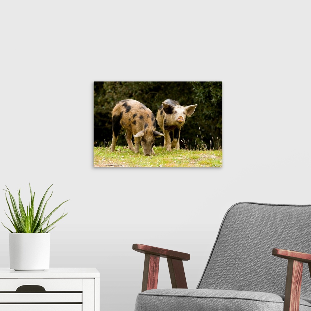 A modern room featuring Piglets foraging in woodland clearing in the mountains of central Corsica in France.