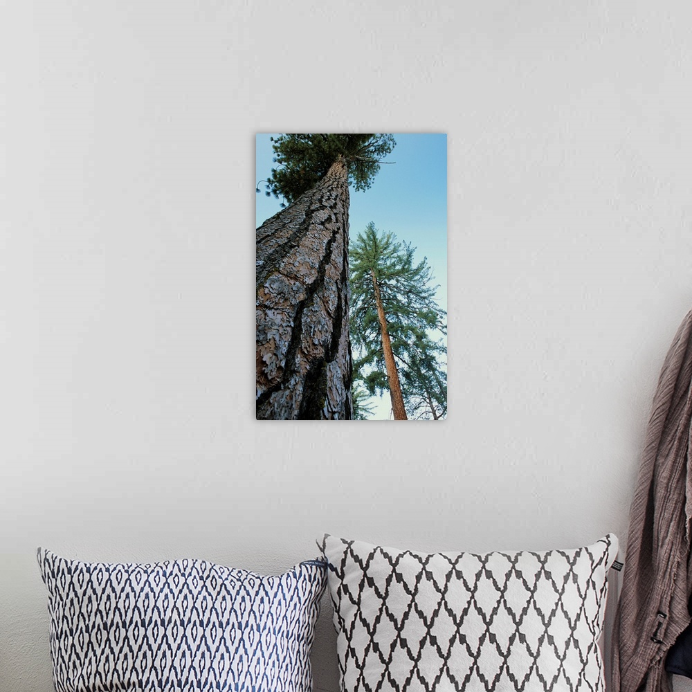 A bohemian room featuring Ponderosa pine trees (Pinus ponderosa). Photographed in Kings Canyon National Park, California, USA.